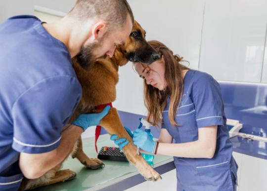 Veterinaria Prácticas