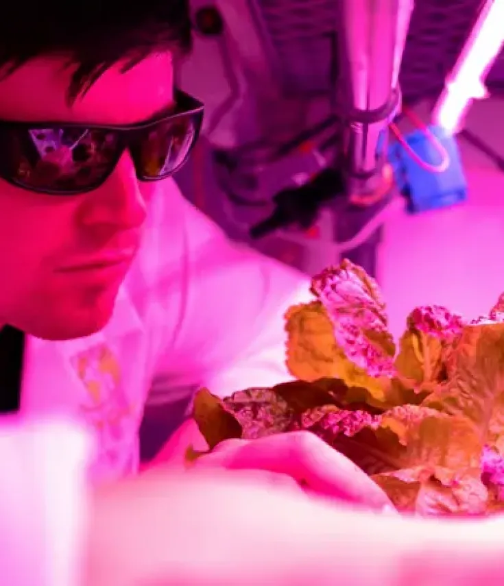 Dos tecnólogos de alimentos egresados del grado en cyta semipresencial de la UCAM desinfectando los cultivos de lechugas en un invernadero con luz ultravioleta.