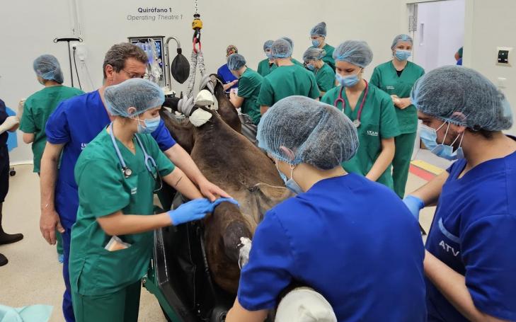 El presitioso cirujano de caballos Miguel Valdés realizó varias operaciones complejas en el Hospital Veterinario de la UCAM