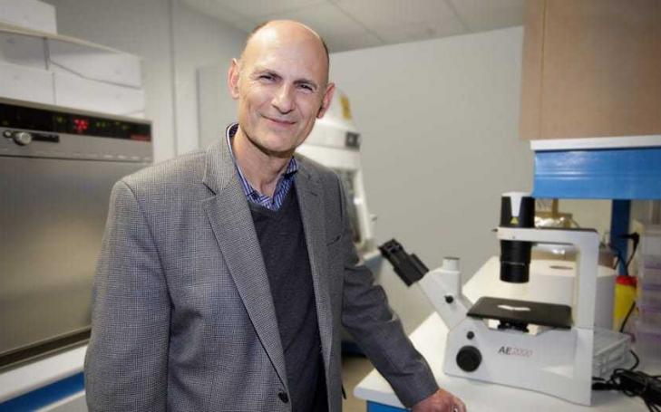 Consiguen generar tejidos y órganos en animales a partir de células pluripotentes