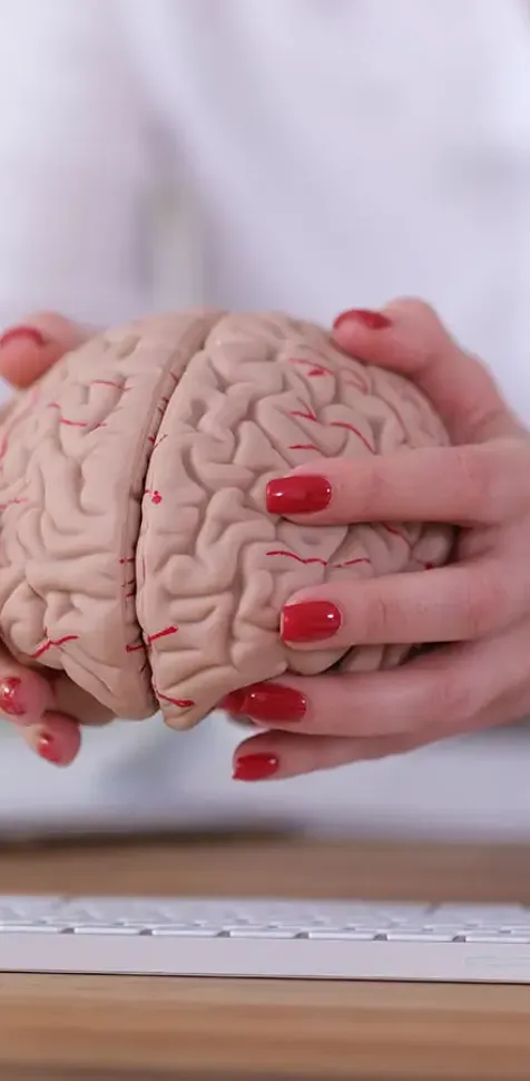 Manos de una alumna ucam sosteniendo una maqueta del cerebro humano sobre una mesa de trabajo