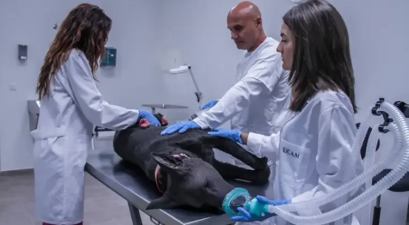 Quirófano de simulación clínica Veterinaria para los alumnos UCAM Grado en Veterinaria