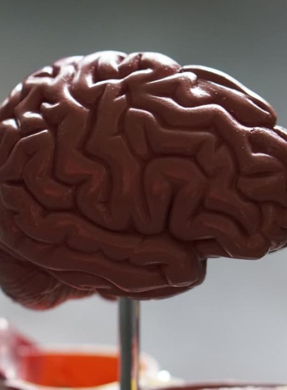 Imagen de la maqueta de un cerebro