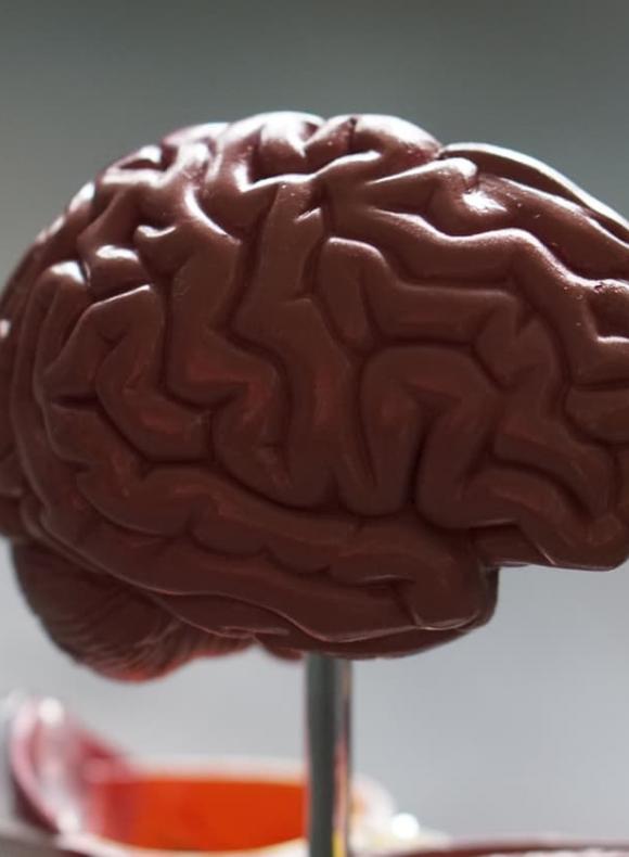 Maqueta de un cerebro
