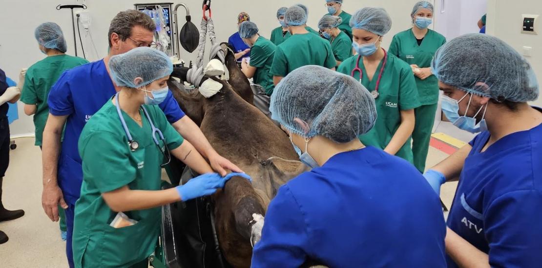 El presitioso cirujano de caballos Miguel Valdés realizó varias operaciones complejas en el Hospital Veterinario de la UCAM