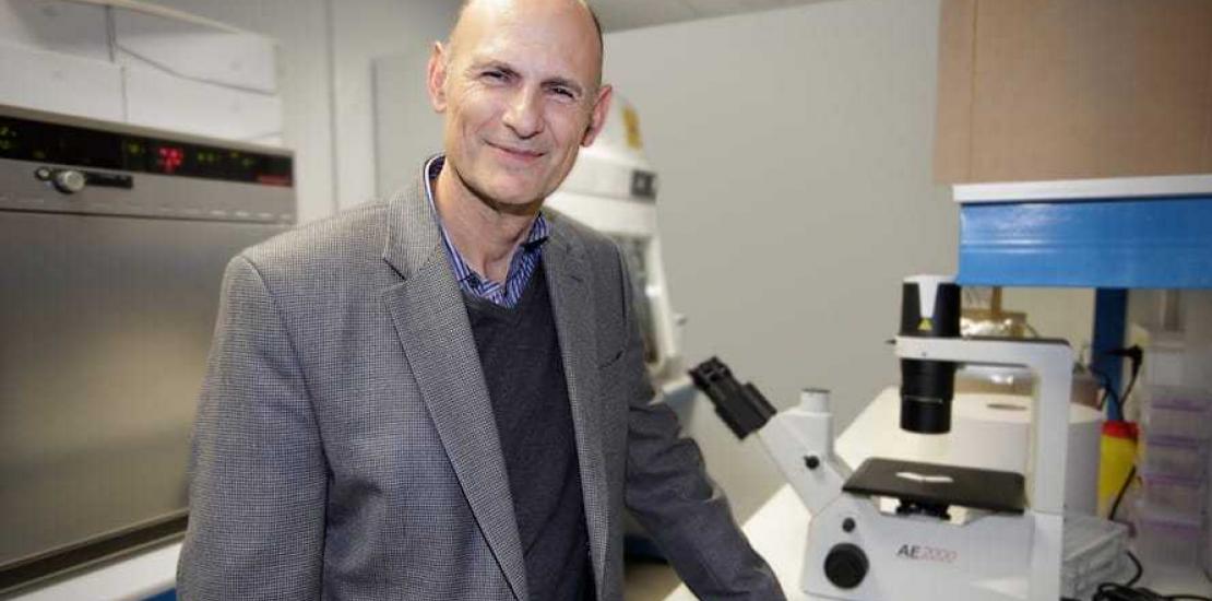 Consiguen generar tejidos y órganos en animales a partir de células pluripotentes