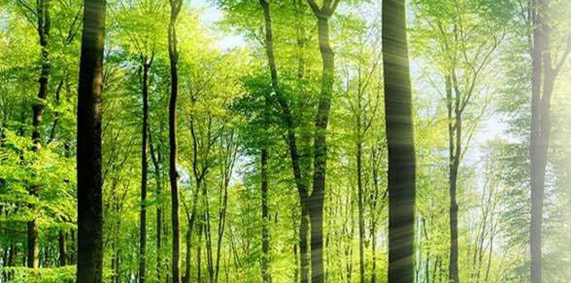 Abierto el plazo para participar en el concurso de fotografía ‘Photoecolo’