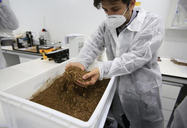 Detalle de las larvas de la mosca soldado negra durante el proceso de bioconversión de residuos orgánicos. Diego Amores, director de la Cátedra (2)