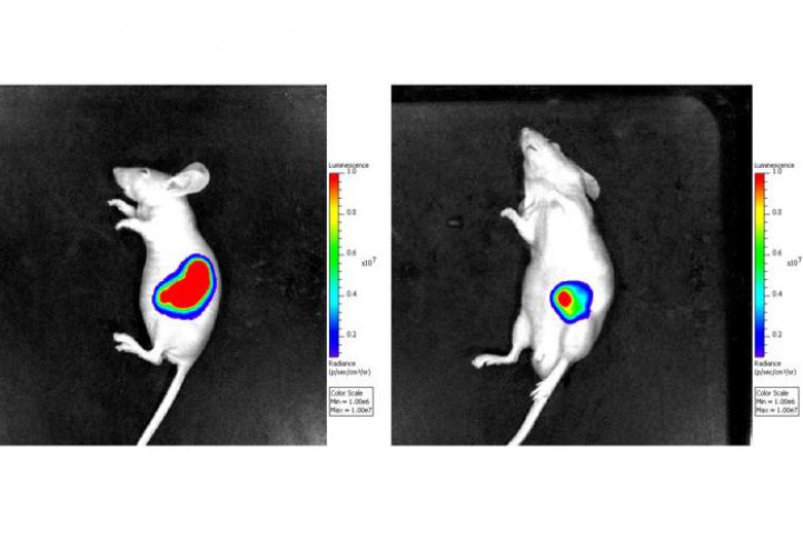 El grupo de ratones tratados con imipramina (derecha) desarrollan tumores más pequeños que el grupo control (izquierda).