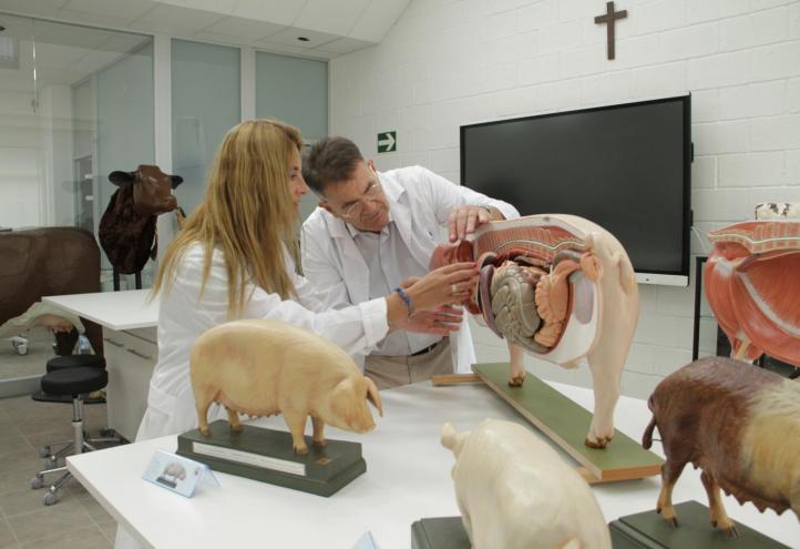 Sala de Modelos Anatómicos