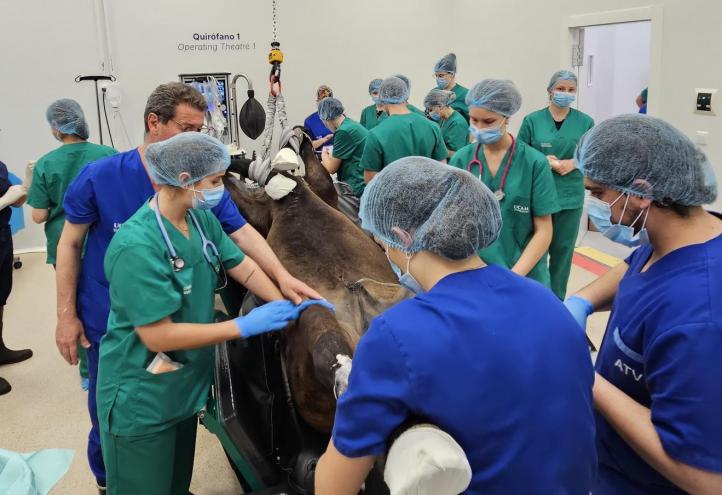 El presitioso cirujano de caballos Miguel Valdés realizó varias operaciones complejas en el Hospital Veterinario de la UCAM