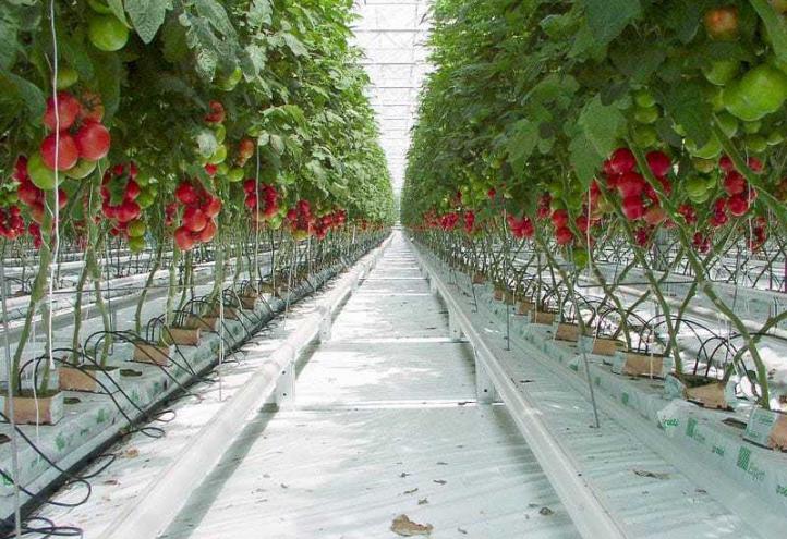 Una Tesis investiga mejoras en la producción de tomate de invernadero