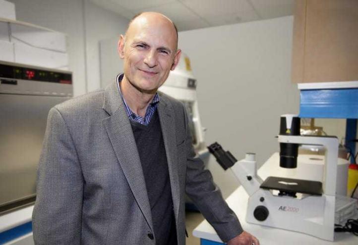 Consiguen generar tejidos y órganos en animales a partir de células pluripotentes