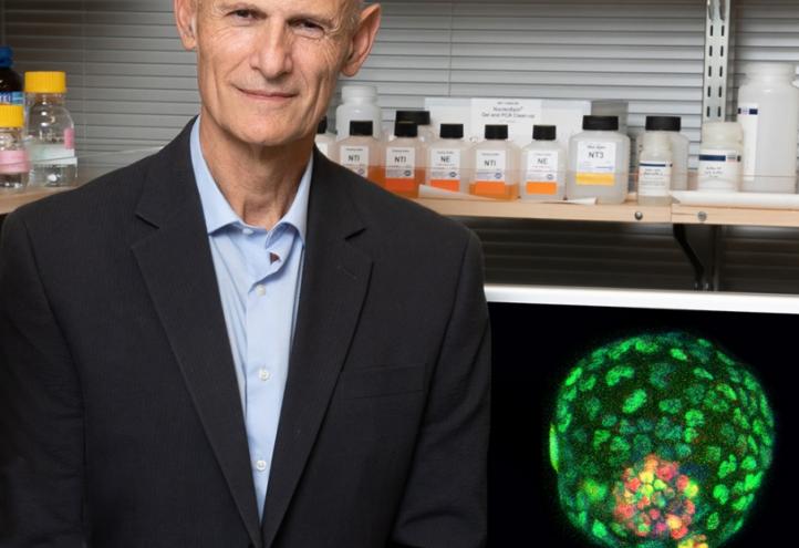 Izpisua crea embriones sintéticos de ratón para avanzar en el conocimiento del comienzo de la vida y la salud humana