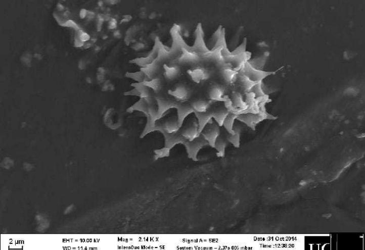 Investigadores de la UCAM hallan evidencias científicas que sitúan al Sudario de Oviedo y la Sábana Santa en el mismo escenario