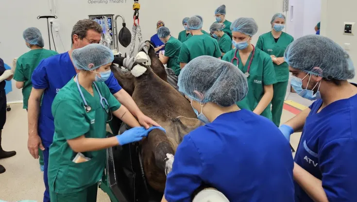 El presitioso cirujano de caballos Miguel Valdés realizó varias operaciones complejas en el Hospital Veterinario de la UCAM